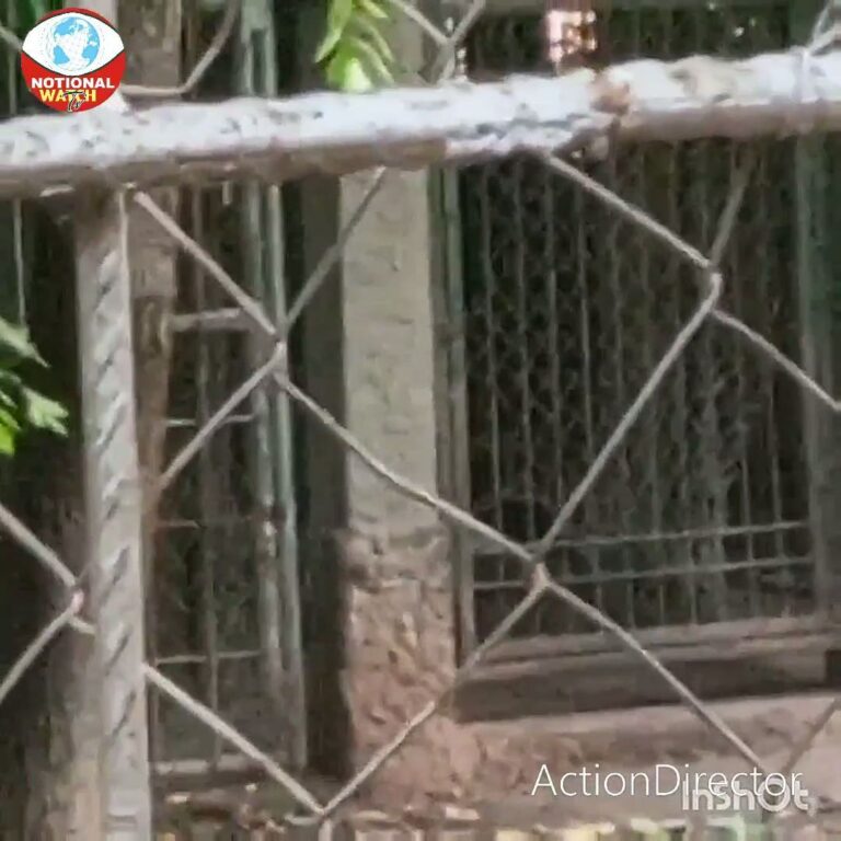 BREAKING: Lion Kills Zoo Keeper At Obasanjo Presidential Library 